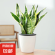 金邊虎皮蘭盆栽多肉植物水培好養(yǎng)綠植室內花卉客廳大型虎尾蘭陽臺 虎皮蘭30cm3棵【懶人盆】