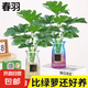 大葉春羽水培綠植花大葉龍鱗正品養(yǎng)不死的花卉綠植四季常青花卉活 大葉春羽含根總高40-50厘米2顆 不含瓶