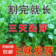 易發(fā)芽大葉香菜種子香菜籽耐熱四季陽臺室內(nèi)盆栽種籽蔬菜種子大全 四季大葉香菜約5000粒5包