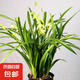 墨蘭蘭花苗盆栽帶花苞發(fā)貨精品名貴花卉綠植物室內(nèi)四季好養(yǎng)活企黑 建蘭（育苗袋）【10株苗】