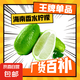 海南香水檸檬無(wú)籽青檸檬奶茶店專用 香水檸檬帶箱1斤