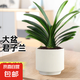 君子蘭盆栽精品名貴花卉好養(yǎng)綠植四季植物吸甲醛花卉客廳12-14片 君子蘭12-14片+奶油豎紋陶瓷盆