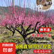 梅花樹苗庭院盆栽室外耐寒冬梅紅梅臘梅濃香地栽盆景四季花卉植物 1.5cm粗0.8m高【當(dāng)年開花】原土