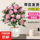 茶花盆栽香妃山茶花樹苗四季開花卉帶花苞五色赤丹室內(nèi)陽臺綠植物 香妃茶花（約40-50cm高）蓮花瓷盆