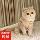 貓咪衣服保暖羊羔毛馬甲背心秋冬款泰迪博美寵物冬裝可愛韓版衣服 羊羔絨馬甲-杏色 XS碼(約1-2斤)