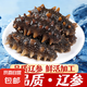 即食海參 大連鮮食海參單個(gè)裝500g海鮮水產(chǎn) 鮮食海參 13-17只/斤