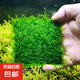 水草套餐三角莫斯淡水松茸火焰垂淚莫斯前景草沉木魚缸水族箱造景 大三角莫斯7.5cmx7.5cm四片