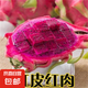 火龍果樹苗紅心火龍果苗四季庭院陽(yáng)臺(tái)盆栽地栽南北方種植果樹苗 紅肉火龍果【6年苗結(jié)果多】