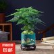 文竹盆栽植物室內(nèi)花卉盆景客廳辦公室桌面小綠植好養(yǎng)云竹四季常青 精品文竹+旭日東升瓷盆+圓底托+苔蘚