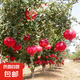 石榴樹苗突尼斯軟籽石榴苗大紅袍蒙陽紅盆栽地栽嫁接果樹苗木 突尼斯5年苗【當(dāng)年結(jié)果】99%喜歡
