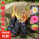 帶芽大睡蓮根塊根莖碗蓮荷花種子盆栽水培植物庭院池塘水養(yǎng)花卉 特惠5顆裝品種備注
