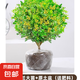 香水米蘭花盆栽帶花綠植驅(qū)蚊植物花卉臥室內(nèi)四季開老樁茉莉花樹苗 香水米蘭花大苗*1盆【原土盆】+肥料