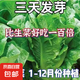孔雀菜不生蟲不打藥生吃脆甜高營養(yǎng)直立生菜四季播生菜沙拉菜 正品原裝孔雀菜種子約2000粒1包