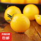 夏日陽光小番茄黃色迷戀圣女果即食水果小柿子現(xiàn)摘現(xiàn)發(fā)減肥早餐 1斤
