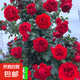四季開花薔薇花苗多花月季花苗特大花大苗濃香型爬藤攀援植物歐月 蒂娜1-1.3米左右【精選大苗】