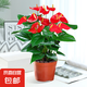 水培紅掌盆栽帶花一帆風(fēng)順花卉植物室內(nèi)好養(yǎng)綠植鴻運(yùn)當(dāng)頭四季開(kāi)花 【爆盆好貨】特級(jí)紅掌7-10花（原盆）