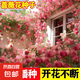 混色薔薇花種子四季開花爬藤攀援花卉植物花海景觀花簡單易種好養(yǎng) 14個品種顏色混裝1000粒種子