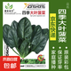 蔬菜種子四季播盆栽陽(yáng)臺(tái)庭院香菜生菜菠菜蘿卜蔥簡(jiǎn)單易種籽孑大全 四季大葉菠菜約1000粒