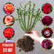 玫瑰花苗老樁特大花花卉綠植物盆栽月季薔薇室內(nèi)外陽臺四季 玫瑰花老樁/混搭色10顆