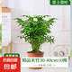水培米竹盆栽室內(nèi)植物小葉綠植矮化竹子苗辦公桌面觀賞鳳尾竹盆景 米竹30-40厘米【小盆10棵不活包賠】