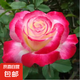月季特大花濃香花苗老樁大苗大花特大月季花盆栽四季玫瑰花樹苗 紅雙喜【特大花濃香】