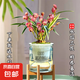 水培金邊蘭花苗金枝玉葉 室內(nèi)辦公室小盆栽綠植花卉好養(yǎng)四季蘭花 粉紅佳人2苗連體送懶人水培盆