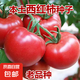 本土大番茄種子高產(chǎn)超甜超大紅果大西紅柿種子高溫蔬菜瓜果種籽 本土大紅番茄種子約300粒1包