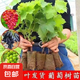 陽光玫瑰葡萄樹苗盆栽包成活果樹苗南北方種植葡萄苖當(dāng)年結(jié)果 巨峰葡萄苗【原盆原土】1顆裝