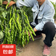 傲點(diǎn)辣椒苗高產(chǎn)蔬菜苗薄皮椒苗長線椒苗螺絲椒苗朝天椒苗牛角椒苗 螺絲椒秧苗（中辣） 精選帶土球苗20顆