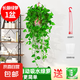 長藤綠蘿垂吊綠植室內(nèi)吊蘭吸甲醛凈化空氣綠植盆栽稀有綠蘿盆栽 【盆口直徑16厘米】長藤紅盆綠蘿1盆送肥料