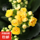 長壽花盆栽重瓣金狐貍大花帶花苞花苗四季室內(nèi)開花好養(yǎng)的花卉植物 金華黃（帶花苞四季開花 不含盆