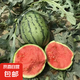 小糖丸2k西瓜薄皮小糖丸西瓜新鮮水果 1.5-2斤
