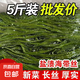 大連 鮮海帶 鹽漬海帶絲 涼拌菜海帶絲食材鮮嫩 新鮮鹽漬海帶絲2.5kg