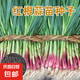 紅根蒜苗種子紅蒜苗寬葉四季種子紫皮蒜盆栽陽臺種植簡單 紅根蒜苗種子 5包【2500粒】