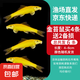 金苔鼠魚魚缸清潔魚工具魚魚缸除藻清理糞便小型熱帶觀賞魚魚活體 金苔鼠4條送備損2條【發(fā)6條】