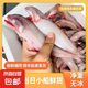龍頭魚野生龍頭魚新鮮豆腐魚新鮮特級鼻涕魚海鮮九肚魚水潺 野生海捕龍頭魚10-15條/斤5斤裝