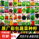 【生菜組合】蔬菜種子四季菜種子陽臺盆栽庭院易種春秋冬季蔬菜 玻璃生菜1包+送油麥菜1包