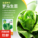 大白菜種子空心菜生菜奶油小白菜紅心胡蘿卜西葫蘆農(nóng)科院蔬菜籽孑 羅馬生菜種子中蔬 1克