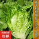 意大利耐抽苔生菜種子耐熱耐寒全年種春夏秋季四季陽(yáng)臺(tái)蔬菜種籽孑 意大利生菜種子 1包約1000粒