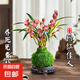 水培金邊蘭花苗金枝玉葉 室內(nèi)辦公室小盆栽綠植花卉好養(yǎng)四季蘭花 粉紅佳人3苗連體裸根苔蘚球送底座