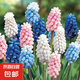 10顆葡萄風(fēng)信子進口種球土培水培植物盆栽室內(nèi)室外耐寒花卉多年生 【混色】葡萄風(fēng)信子種球 10顆 3-4cm