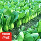 原種上海青四季春季秋季油菜白菜小青菜新鮮蔬菜四月慢五月慢包 上海青種子 1包約1000粒