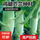雞腿芥蘭種子甜脆粗條芥蘭菜種籽四季種蔬菜種子大全 雞腿芥藍種子 1包約500粒