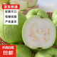 京喜加【送酸梅粉】福建白心芭樂(lè) 番石榴 可做拌水果 京東快遞 2斤  帶箱重