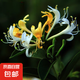 金銀花樹苗庭院陽臺(tái)盆栽地栽可食用金銀花老樁爬藤綠植物花卉 黃金萬兩5年苗【當(dāng)年開花】
