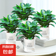 鉑金鉆盆栽綠蘿籮花卉植物室內(nèi)花水培綠植多肉懶人好養(yǎng)發(fā)財樹 4盆金鉆25-30cm+早安盆【4盆特惠】