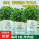 薄荷盆栽水培薄荷葉子新鮮可食用迷迭香驅(qū)蚊植物室內(nèi)綠植花卉 【升級款3盆裝】中盆薄荷（早安盆）