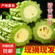 【京東物流】農(nóng)家新鮮苦瓜蔬菜清熱降火農(nóng)家自種現(xiàn)摘現(xiàn)發(fā)生鮮 新鮮苦瓜 2斤 帶箱