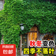 爬山虎樹苗爬藤植物四季常青不落葉爬墻虎種苗好養(yǎng)綠植花卉園盆栽 【三葉爬山虎】50cm高12棵