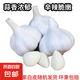 京喜自營大蒜頭紫白皮大蒜京東買菜生鮮調(diào)料即食涼拌大蒜 【優(yōu)選】凈重 1斤 單果3.5-5cm